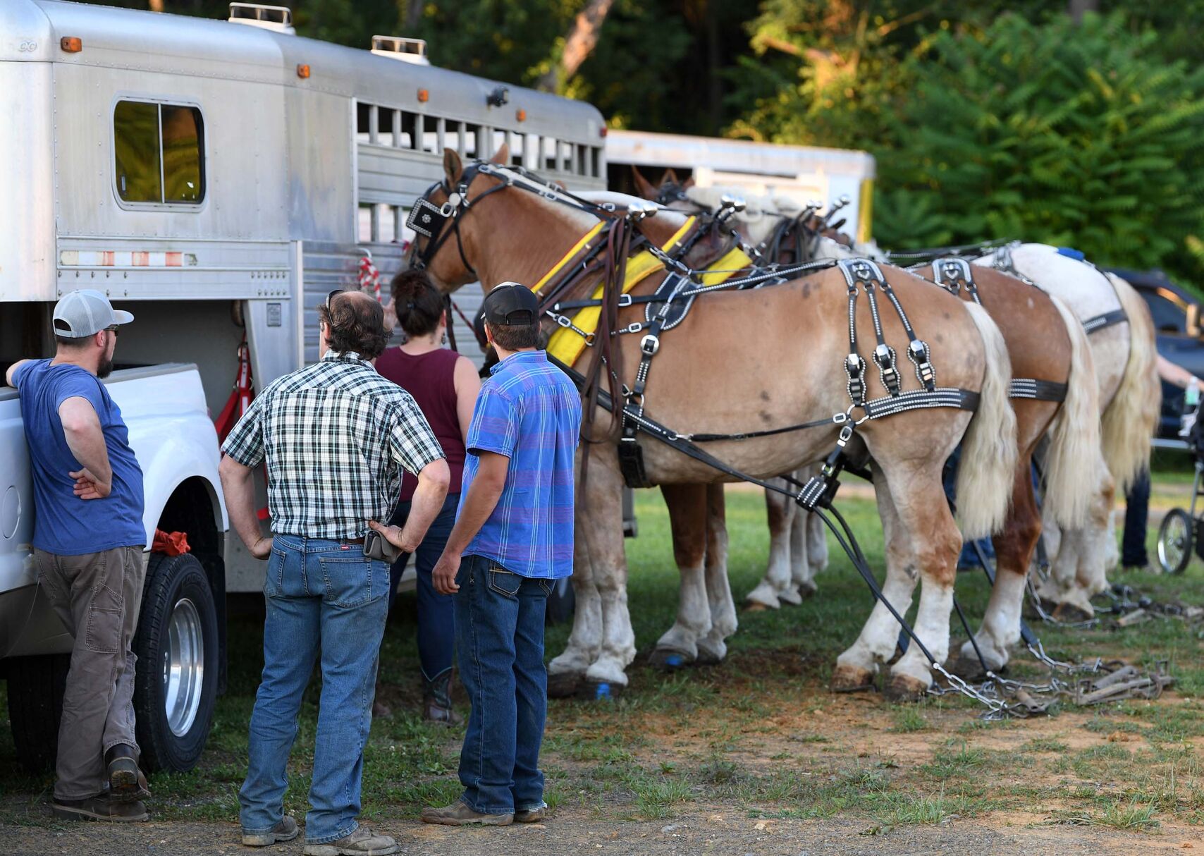 Cheval de trait Ag Expo 4.JPG
